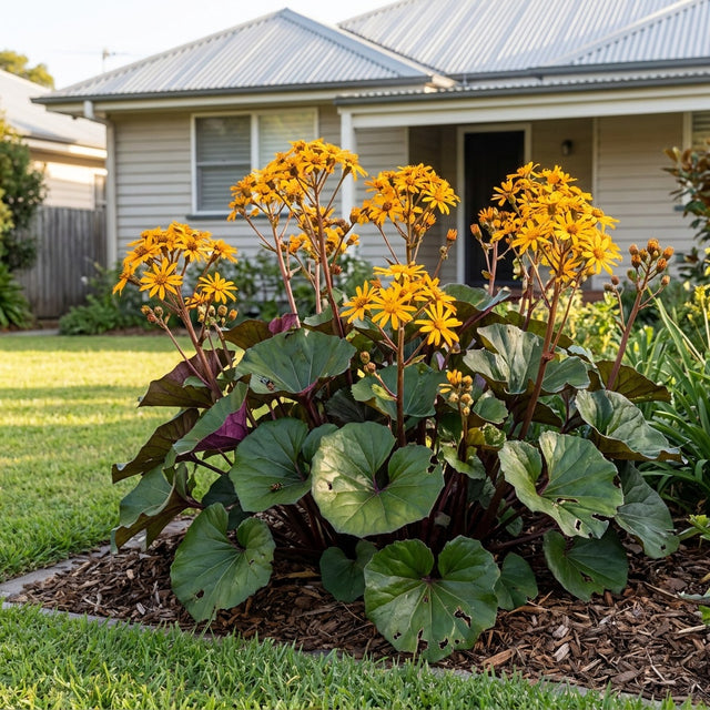 Leopard Plant Little Golden Ray - Ligularia dentata 'Little Golden Ray'