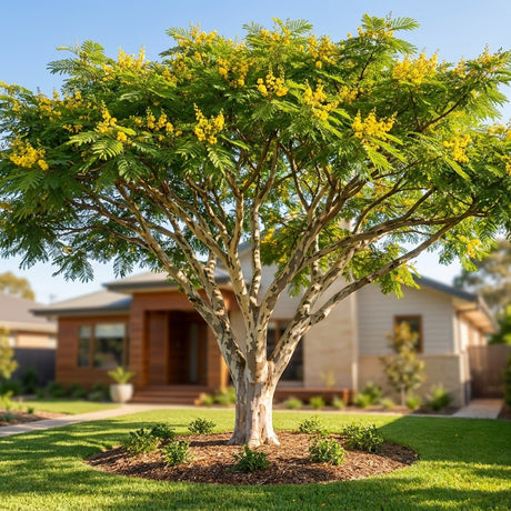 Leopard Tree (Libidibia ferrea)