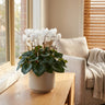 Leopardo Cream White Florist Cyclamen