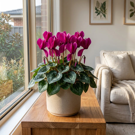 Florist Cyclamen (Cyclamen persicum)
