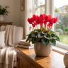 Leopardo Red Florist Cyclamen