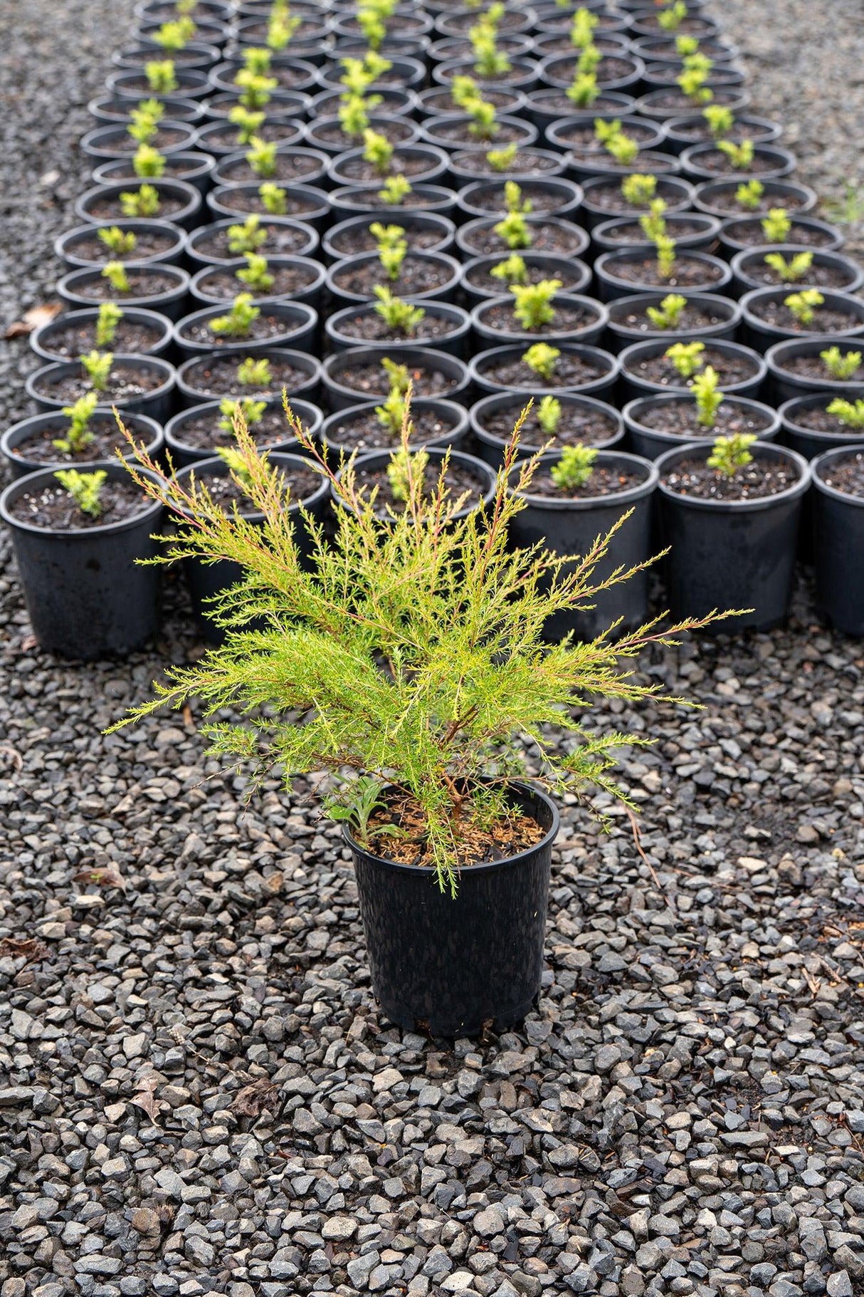 Cardwell Tea Tree - Leptospermum flavescens - Brisbane Plant Nursery