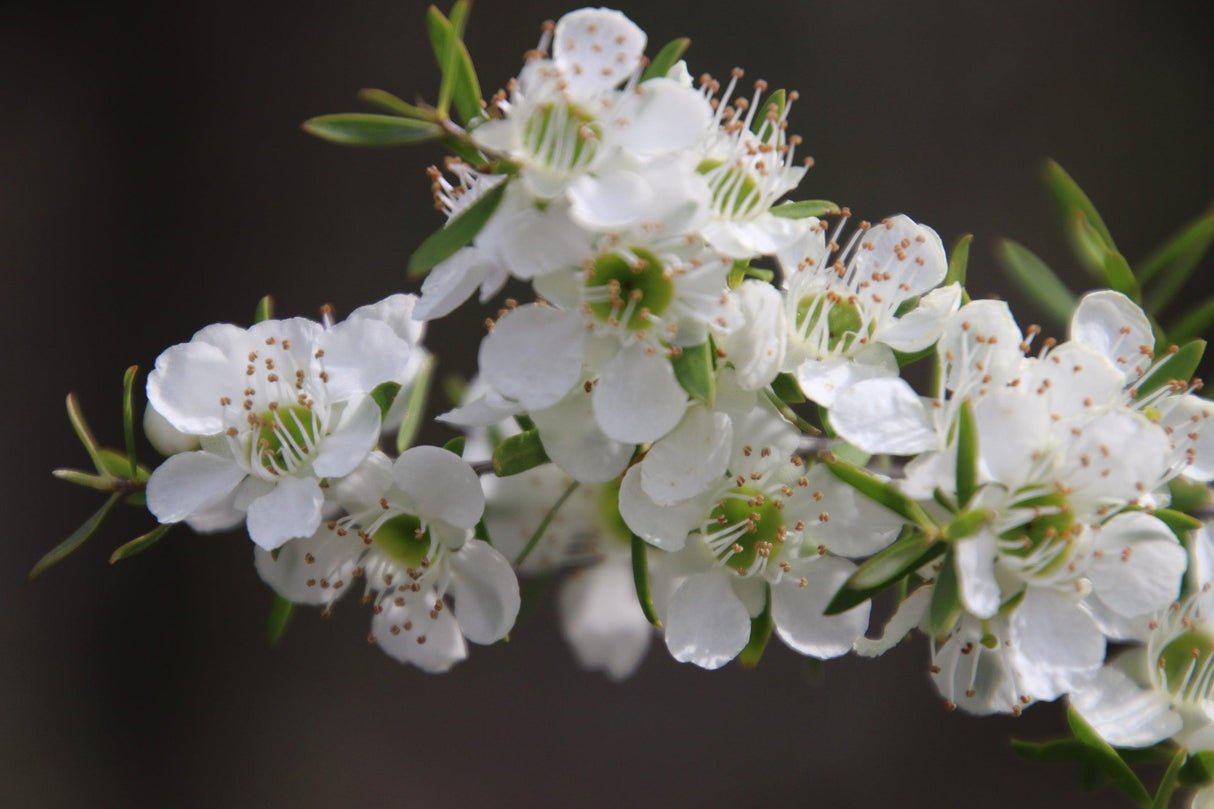 Cardwell Tea Tree - Leptospermum flavescens - Brisbane Plant Nursery