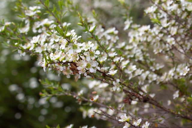 Lemon Frost Leptospermum - Leptospermum 'Lemon Frost' - Brisbane Plant Nursery