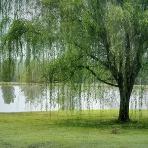 Weeping Tea Tree