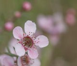 Pink Cascade Tea Tree - Leptospermum 'Pink Cascade' - Brisbane Plant Nursery