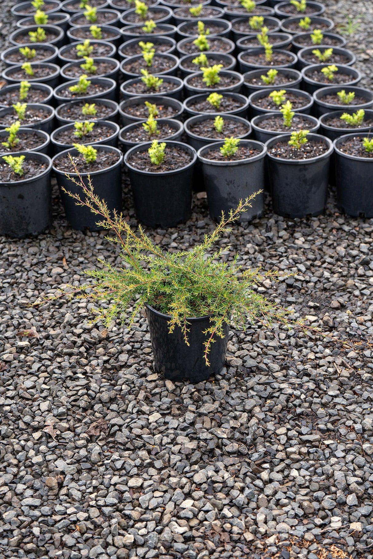 Pink Cascade Tea Tree - Leptospermum 'Pink Cascade' - Brisbane Plant Nursery