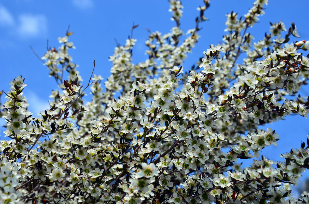 Yellow Tea Tree - Leptospermum polygalifolium - Brisbane Plant Nursery