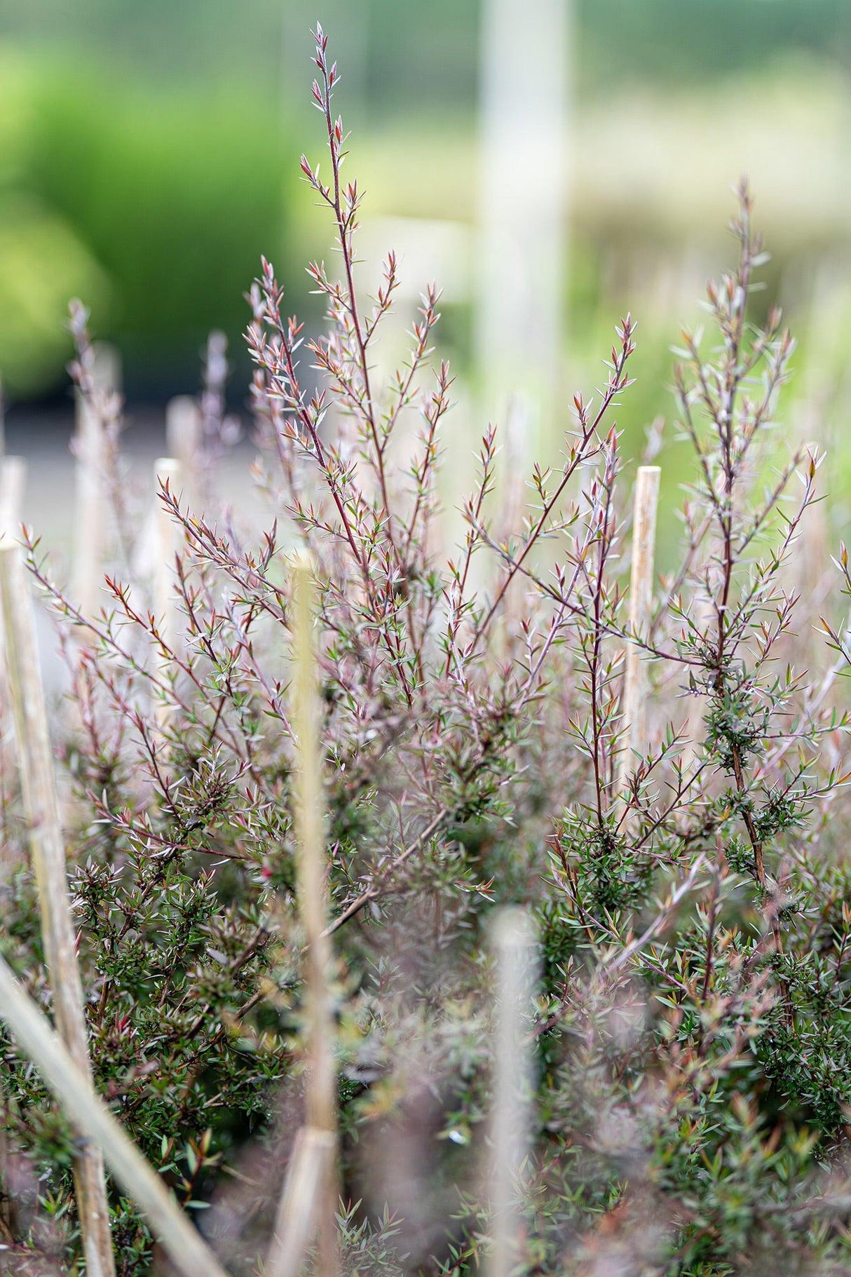 Nanum Rubrum Tea Tree - Leptospermum scoparium 'Nanum Rubrum' - Brisbane Plant Nursery