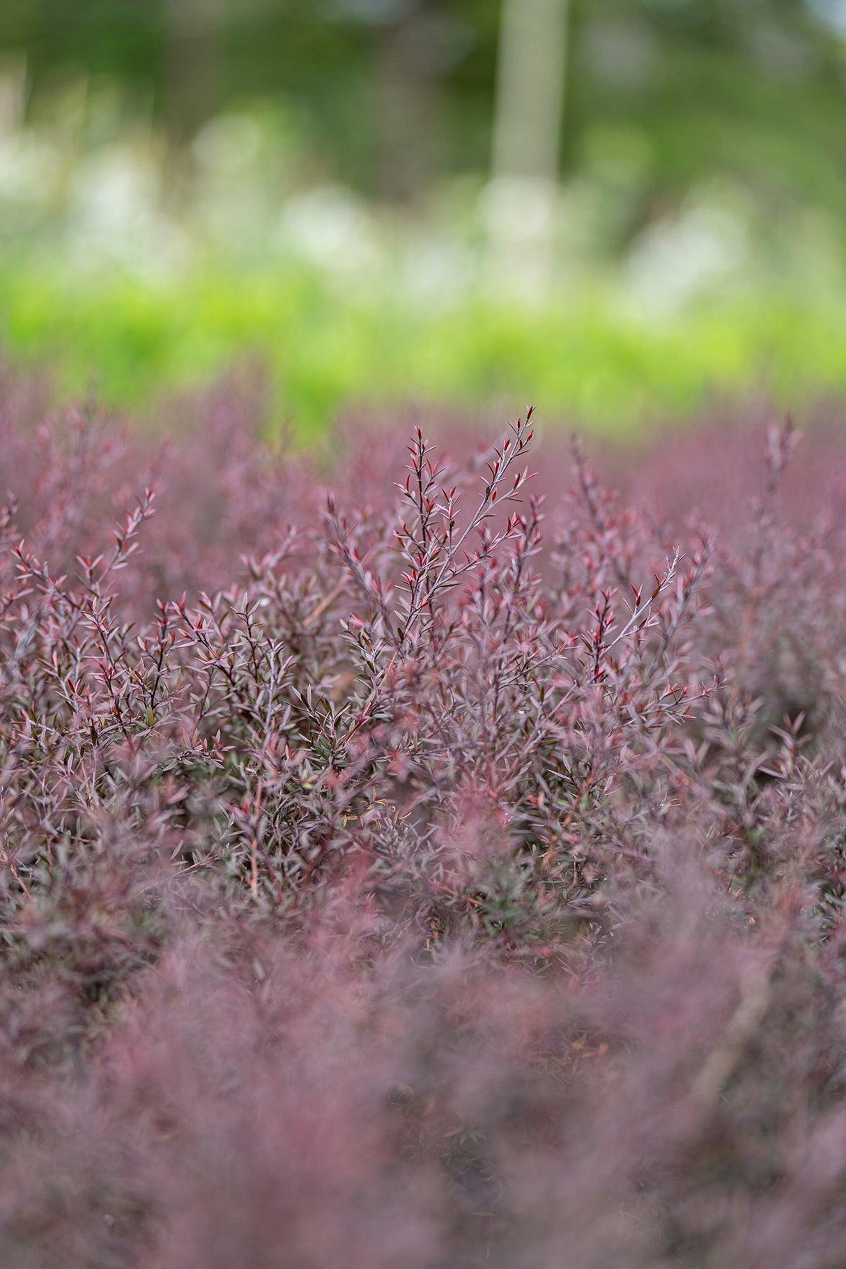 Nanum Rubrum Tea Tree - Leptospermum scoparium 'Nanum Rubrum' - Brisbane Plant Nursery