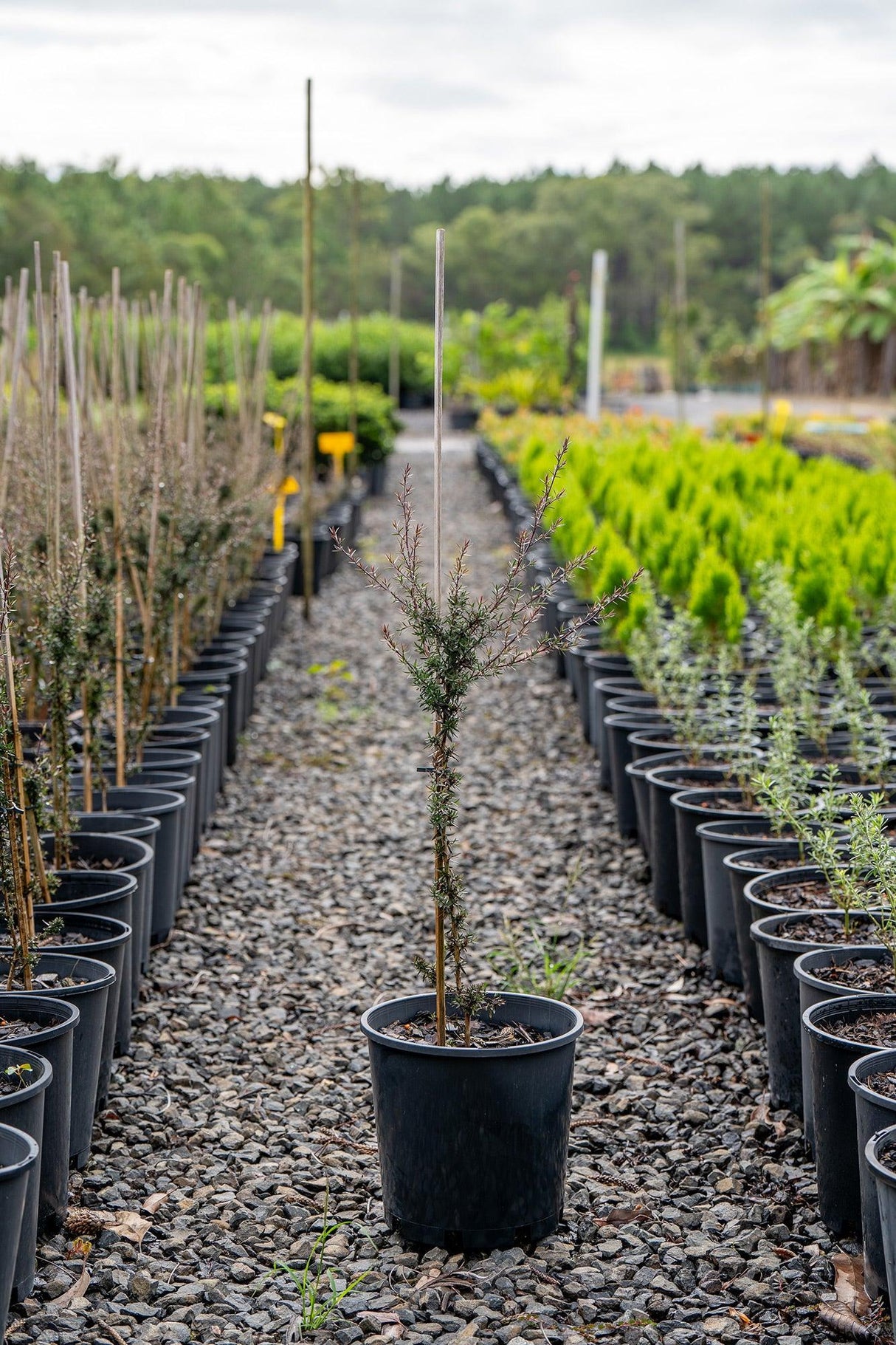 Nanum Rubrum Tea Tree - Leptospermum scoparium 'Nanum Rubrum' - Brisbane Plant Nursery