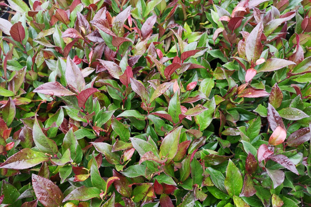 Twisting Red Leucothoe - Leucothoe 'Twisting Red' - Brisbane Plant Nursery