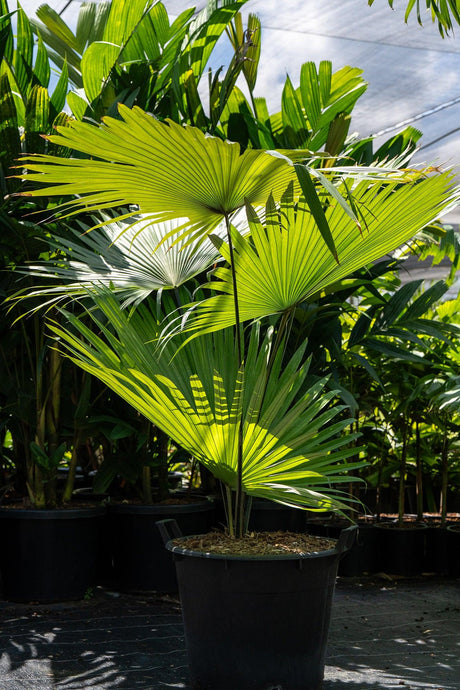 Elegant Fan Palm - Licuala elegans - Brisbane Plant Nursery