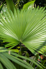 Elegant Fan Palm - Licuala elegans - Brisbane Plant Nursery