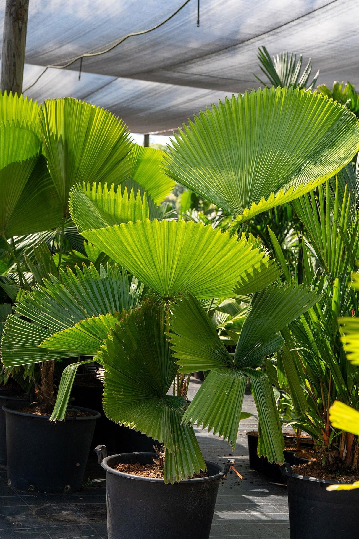 Ruffled Fan Palm - Licuala grandis - Brisbane Plant Nursery