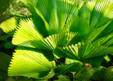 Ruffled Fan Palm - Licuala grandis - Brisbane Plant Nursery