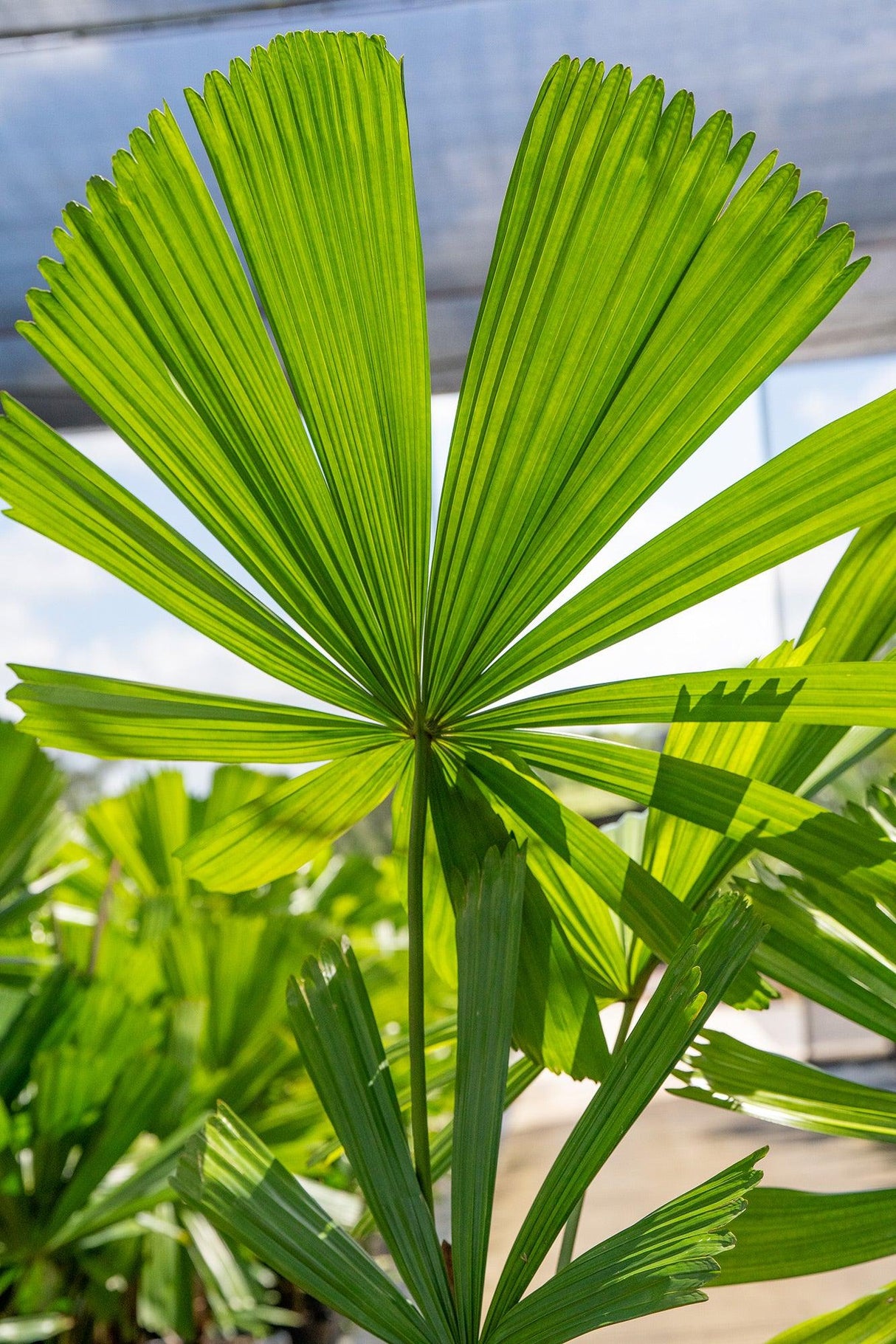 Ramsay's Fan Palm - Licuala ramsayi - Brisbane Plant Nursery