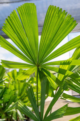 Ramsay's Fan Palm - Licuala ramsayi - Brisbane Plant Nursery