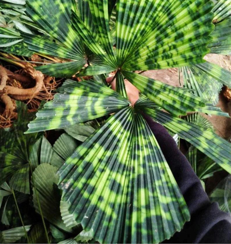 Peacock Licuala - Licuala sp. Kalimantan - Brisbane Plant Nursery