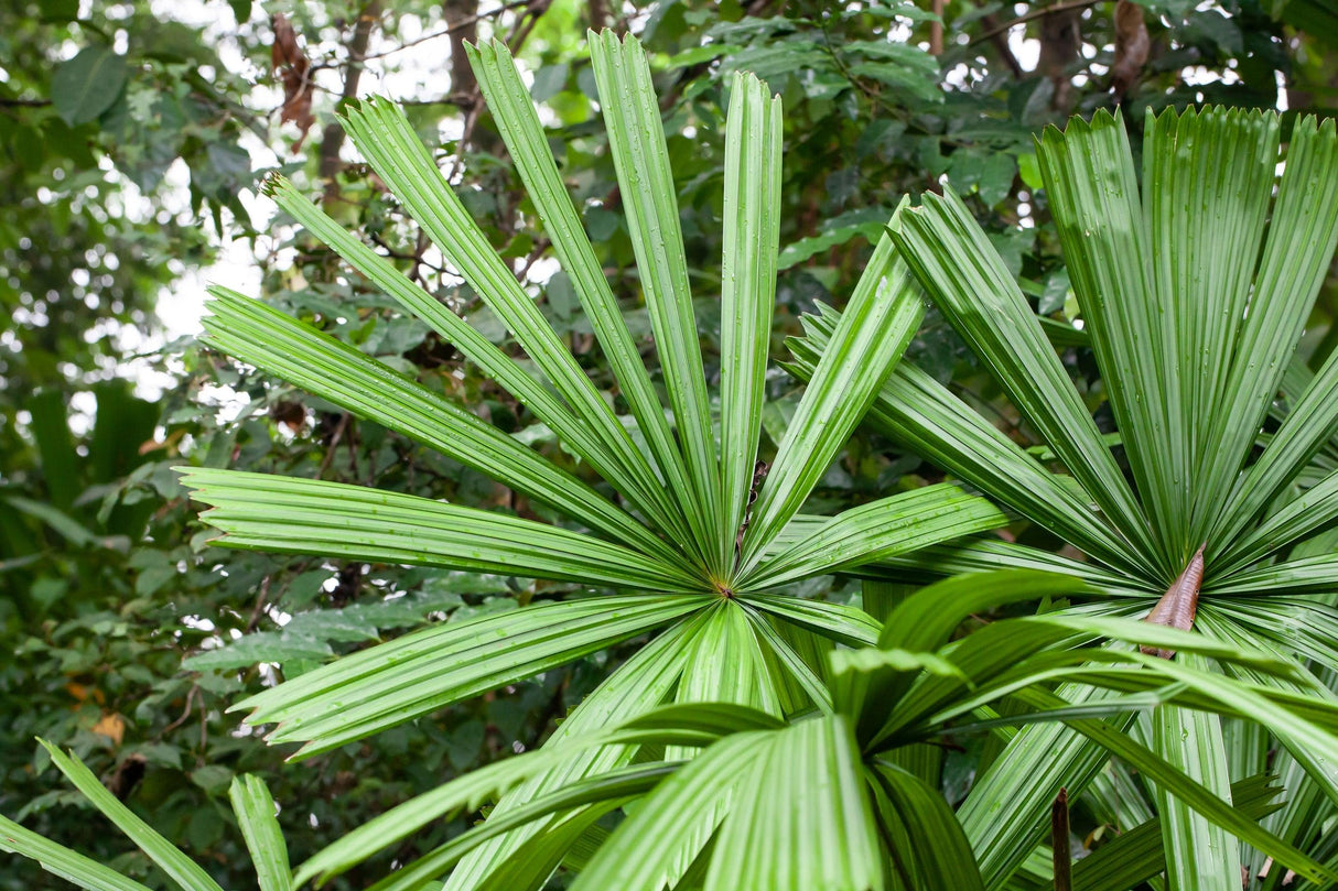 Mangrove Fan Palm - Licuala spinosa - Brisbane Plant Nursery