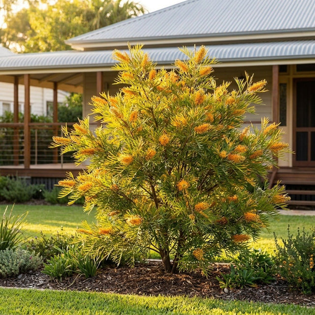 Lime Spider Grevillea