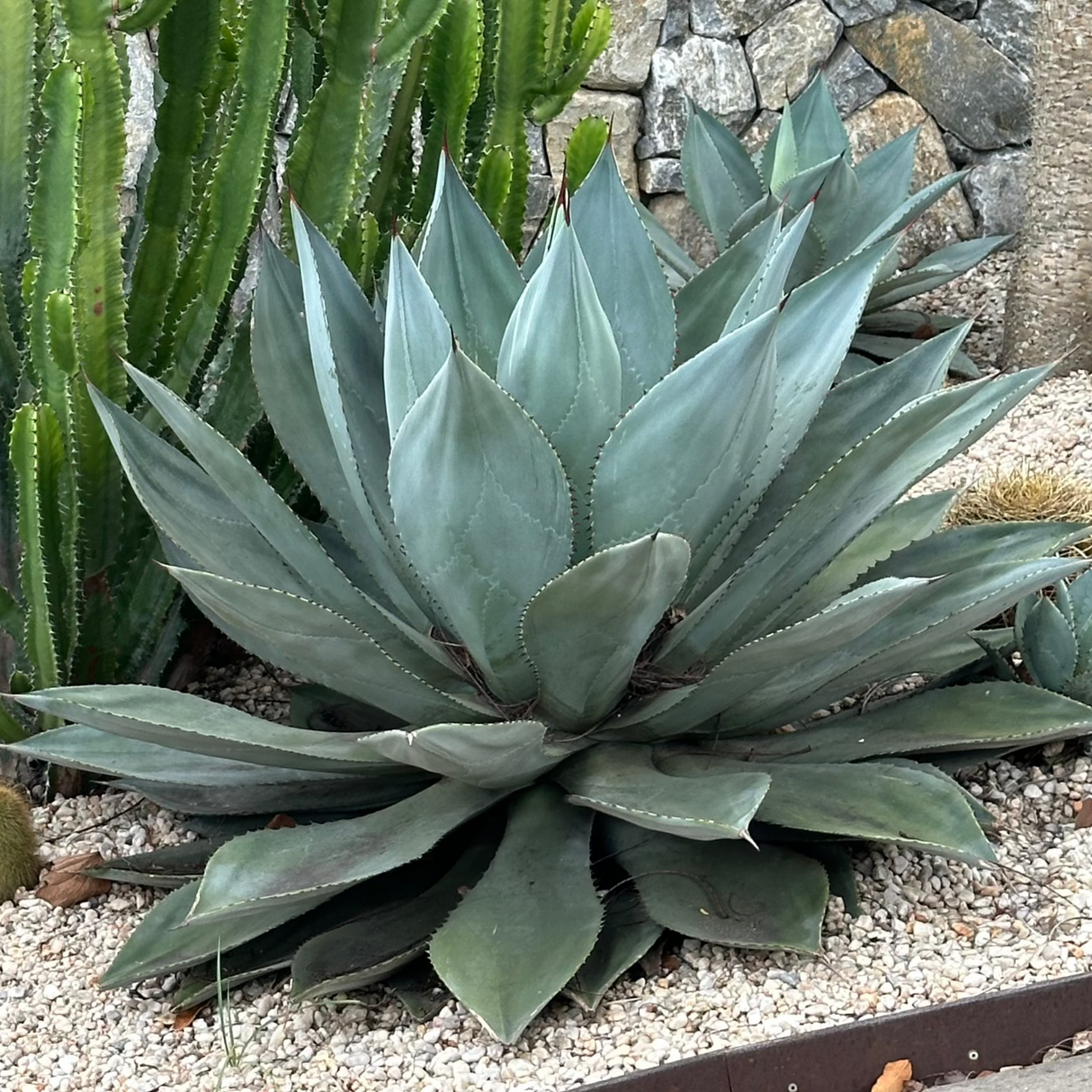 Blue Glow Agave - Agave 'Blue Glow'