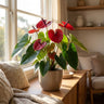 Lipstick Red Anthurium