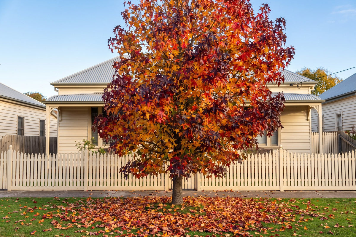 Liquidambar tree in burgundy, scarlet and gold autumn colour in front of a weatherboard house