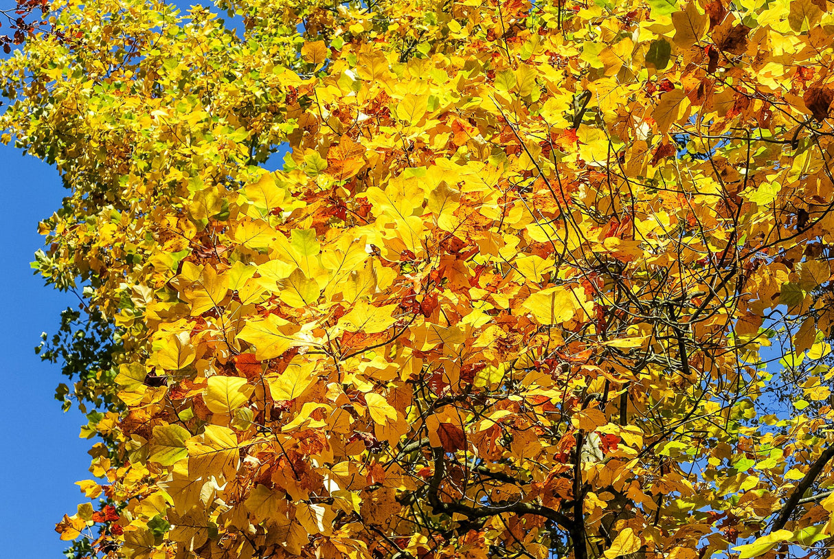 Tulip Tree - Liriodendron tulipifera - Brisbane Plant Nursery