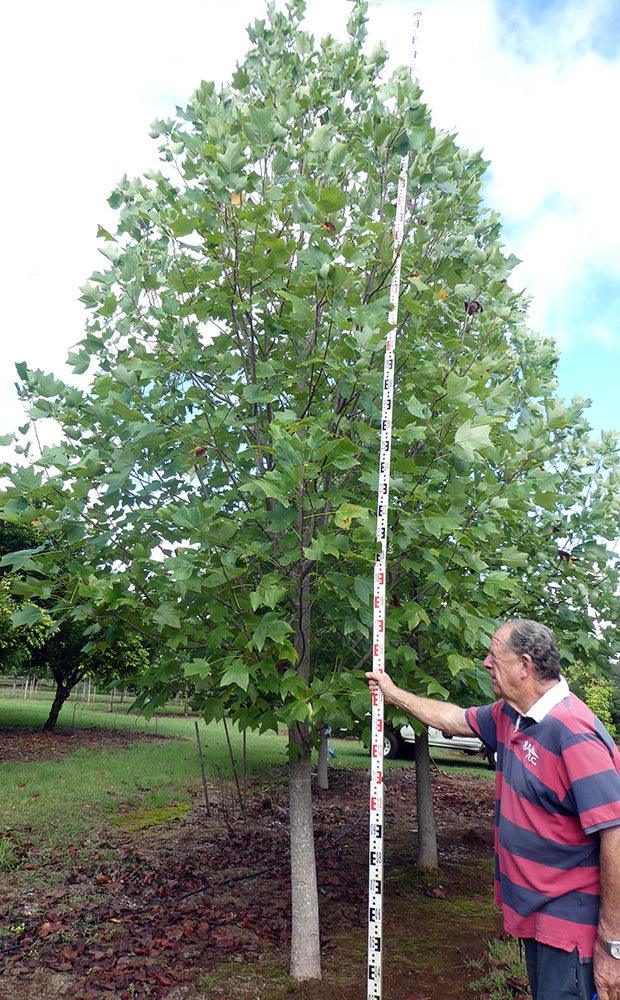 LIRIODENDRON tulipifera (Tulip Tree) - Ex Ground - Brisbane Plant Nursery