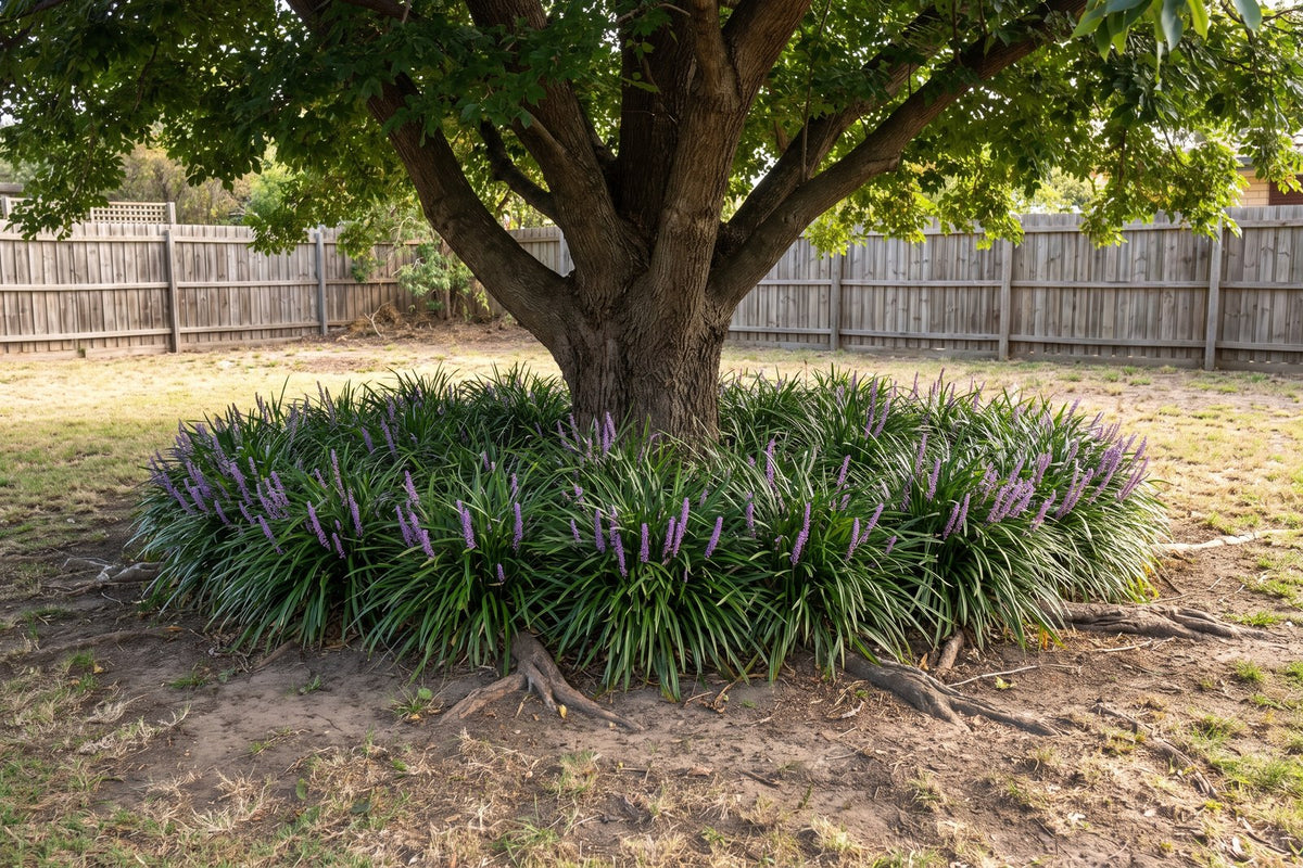 Liriope massed in dry shade under a large tree where the lawn has thinned out