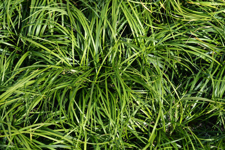 Emerald Cascade Lilyturf - Liriope muscari 'Emerald Cascade' - Brisbane Plant Nursery