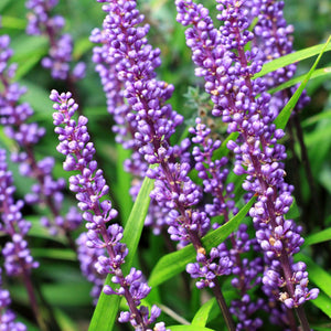 Evergreen Giant Liriope