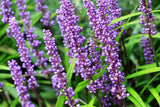 Evergreen Giant Liriope - Liriope muscari 'Evergreen Giant' - Brisbane Plant Nursery