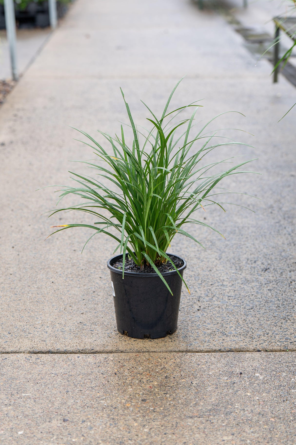 Evergreen Giant Liriope - Liriope muscari 'Evergreen Giant' - Brisbane Plant Nursery