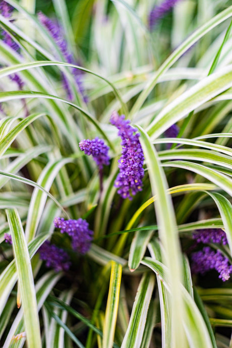 Okina Lilyturf - Liriope muscari 'Okina' - Brisbane Plant Nursery