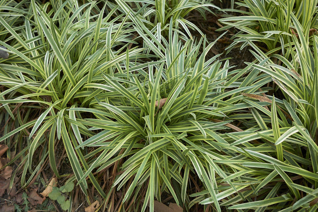 Stripey White Lilyturf - Liriope muscari 'Stripey White' - Brisbane Plant Nursery