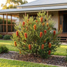 Little Eric Dwarf Heath Banksia