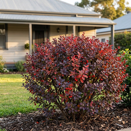 Japanese Barberry (Berberis thunbergii)
