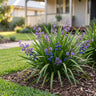 Little Jess™ Dianella