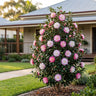 Little Pearl Camellia