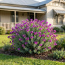 Little Polly Sweet Pea Shrub