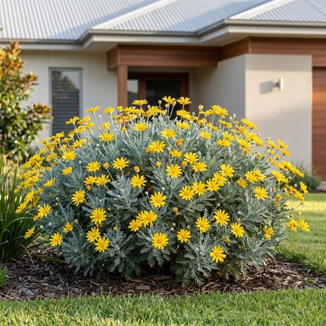 Little Sunray Grey Euryops