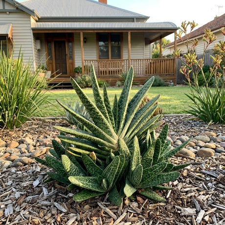 Little Warty Succulent