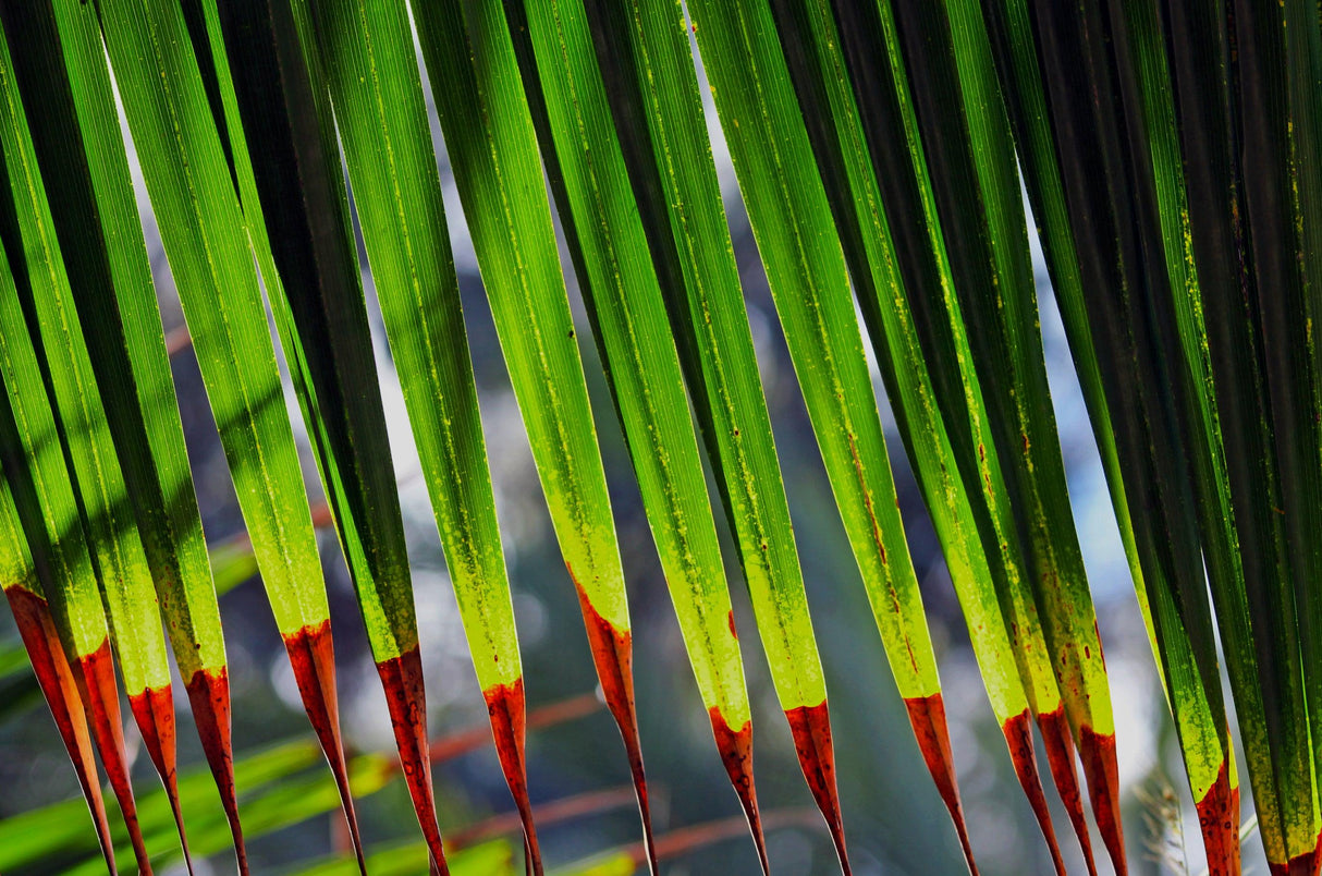 Ribbon Fan Palm - Livistona decora - Brisbane Plant Nursery