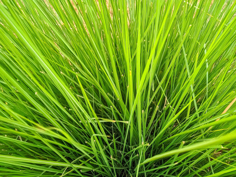 Crackerjack Mat Rush - Lomandra confertifolia 'Crackerjack' - Brisbane Plant Nursery