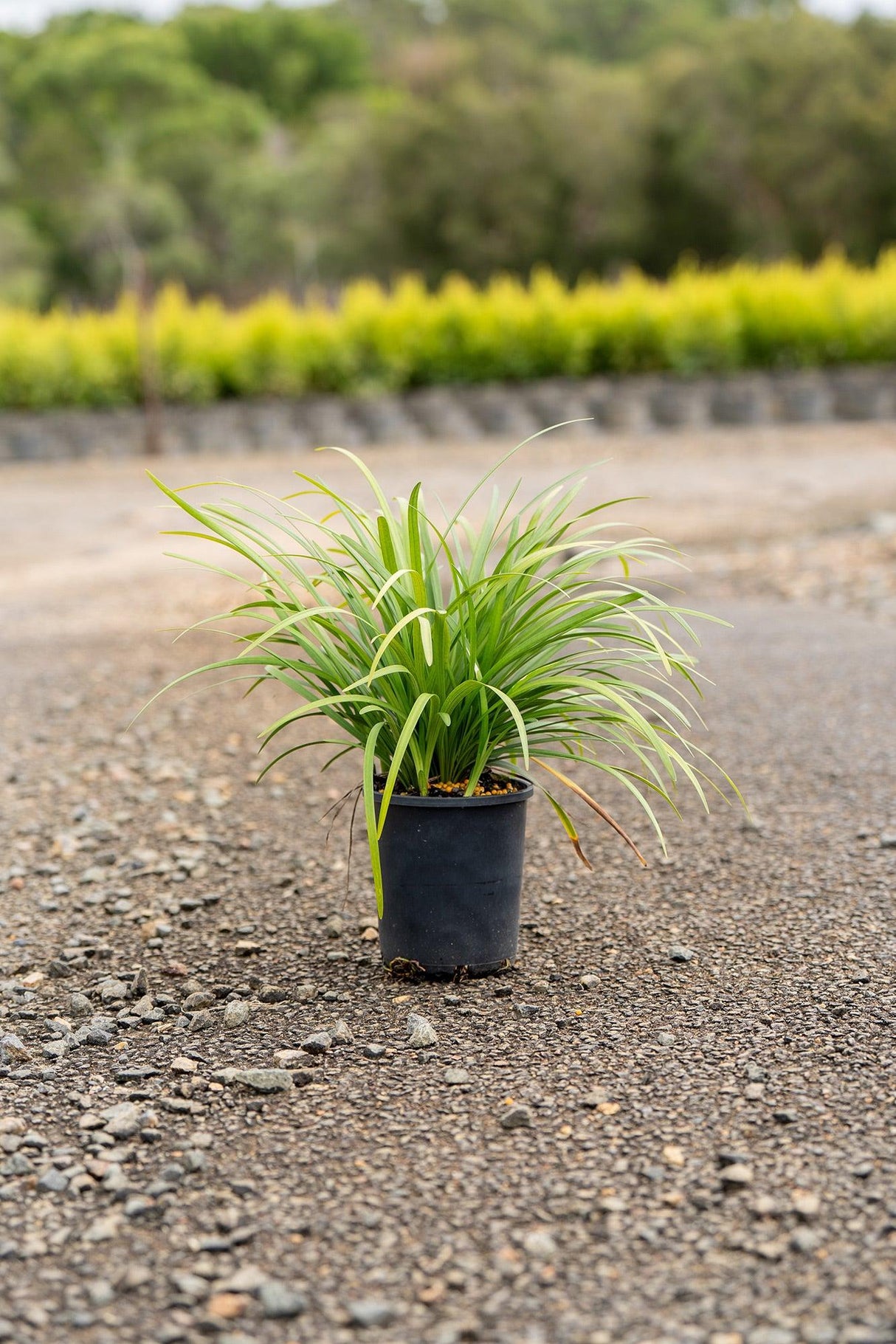 Slender Mat Rush - Lomandra hystrix - Brisbane Plant Nursery