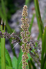 Slender Mat Rush - Lomandra hystrix - Brisbane Plant Nursery