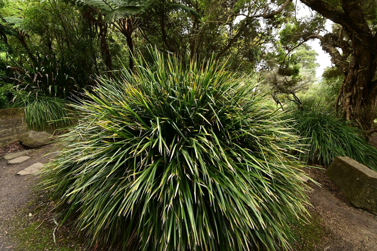 Long Leaf Lomandra - Lomandra longifolia - Brisbane Plant Nursery