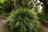 Long Leaf Lomandra - Lomandra longifolia - Brisbane Plant Nursery